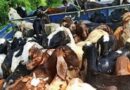 पलामू : दो थाना क्षेत्रों से 100 भेड़-बकरी की चोरी